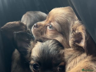 Chihuahua dogs 2 gorgeous girls for sale ❤️ - Advert 1