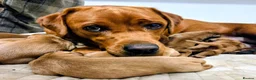 Labrador Retriever dogs for sale: KC Fox Red Labrador Puppies in Tavistock - Advert 2