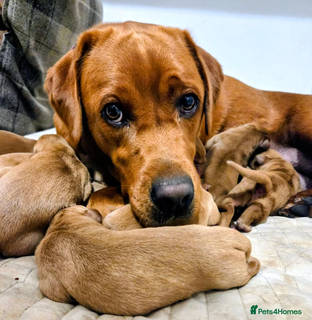 Labrador Retriever dogs for sale: KC Fox Red Labrador Puppies in Tavistock - Advert 2