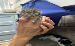 British Shorthair cats for sale: 3 female and 2 male kittens for sale - Image 2