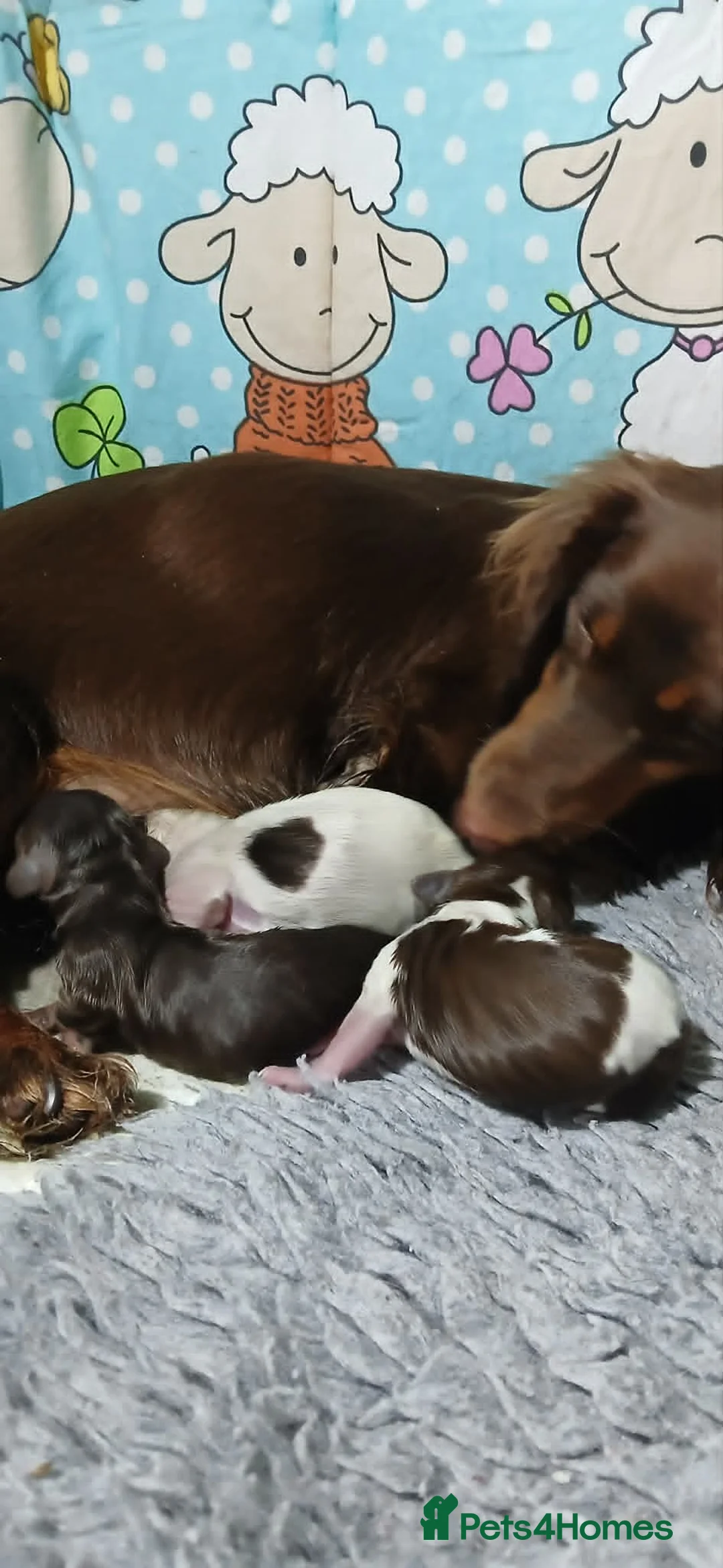 Dachshund dogs for sale: Beautiful litter of Rainbow Puppies - Advert 1