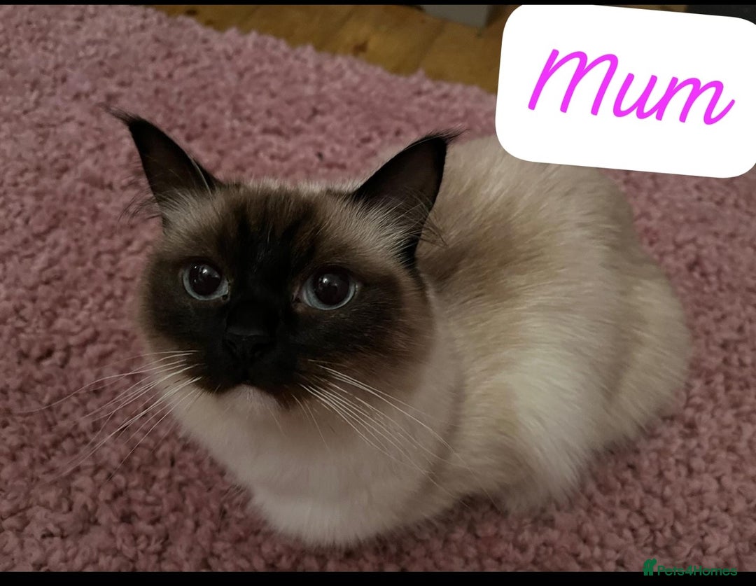 Ragdoll cats for sale: Beautiful pure ragdoll kittens  - Advert 7