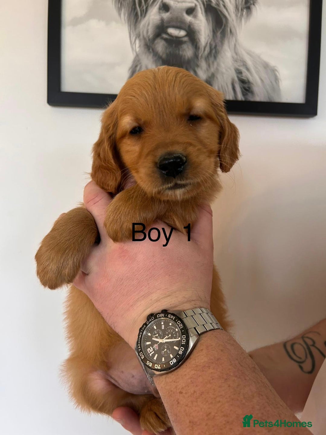 Golden Retriever dogs for sale: Dark Working Golden Retriever puppies - Advert 2