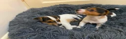 Jack Russell dogs for sale: Jack Russell’s pure in Bournemouth - Advert 7
