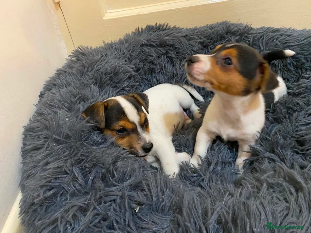 Jack Russell dogs for sale: Jack Russell - Advert 17
