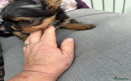 Yorkshire Terrier dogs for sale:  Merle Yorkshire terrier puppies  - Image 31