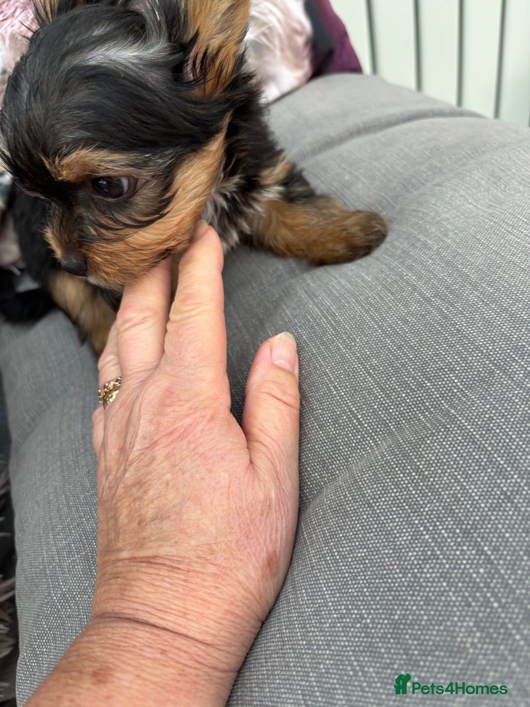 Yorkshire Terrier dogs for sale:  Merle Yorkshire terrier puppies  - Image 31