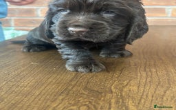 Cocker Spaniel dogs for sale: 🐾🐶 SHOW TYPE COCKER SPANIELS🐶🐾 - Image 11