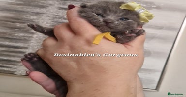 British Shorthair cats  Gccf British shorthair kittens champion lines 🏆 - Advert 14