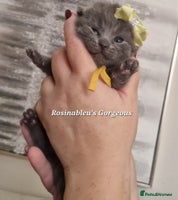 British Shorthair cats Gccf British shorthair kittens champion lines 🏆 - Advert 5