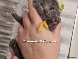 British Shorthair cats - Advert 2
