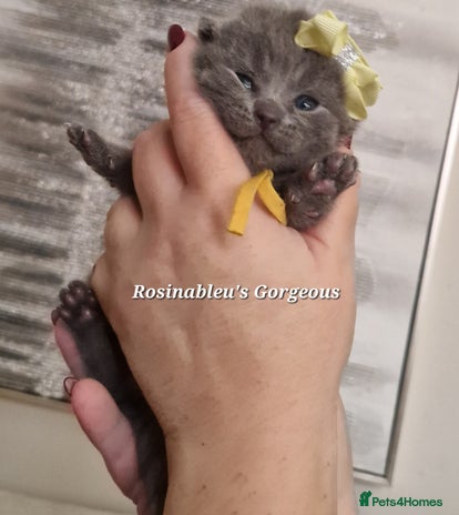 British Shorthair cats - Advert 9