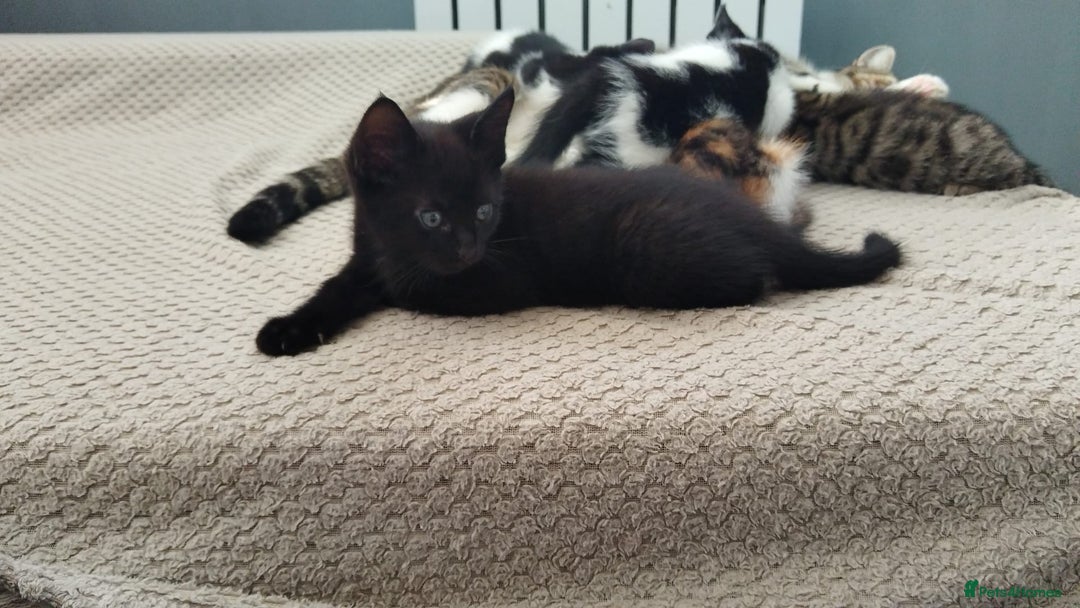 Mixed Breed cats for sale: Wonderful black male kitten - Image 4