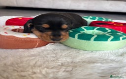 Miniature Dachshund dogs for sale: Miniature dachshund  - Advert 5