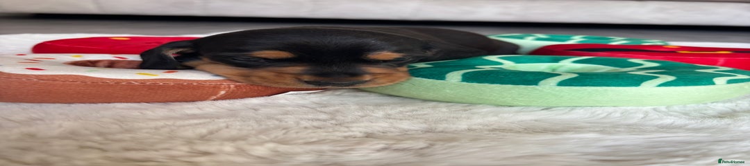 Miniature Dachshund Puppy 3