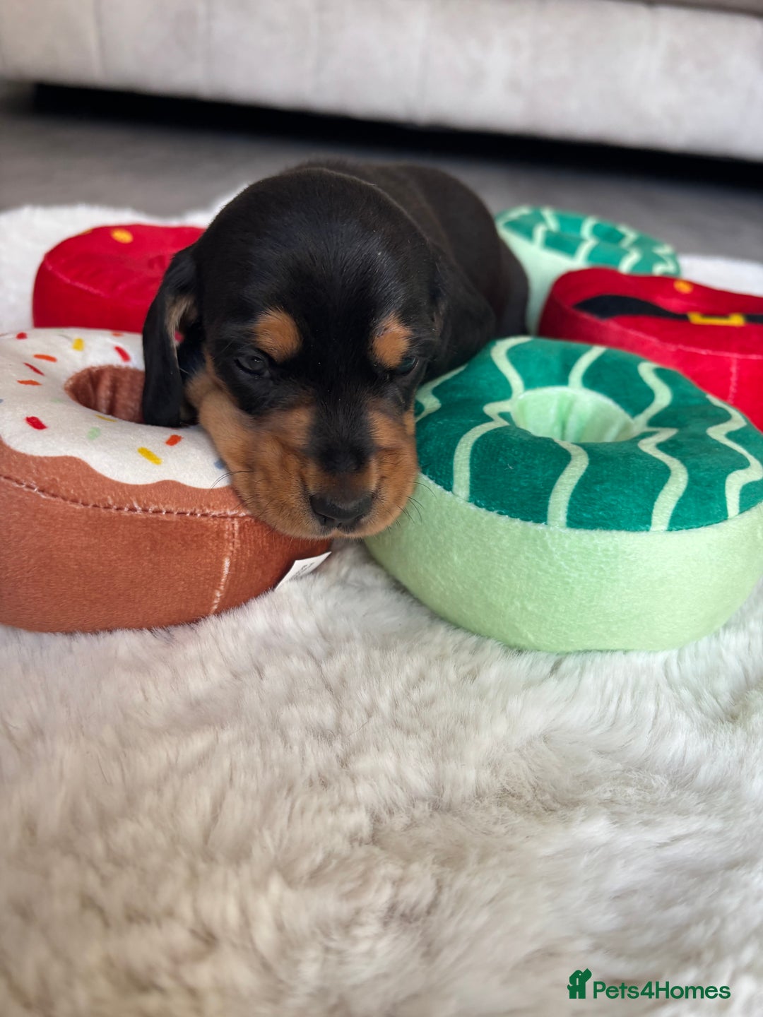 Miniature Dachshund dogs for sale: Miniature dachshund  - Advert 5