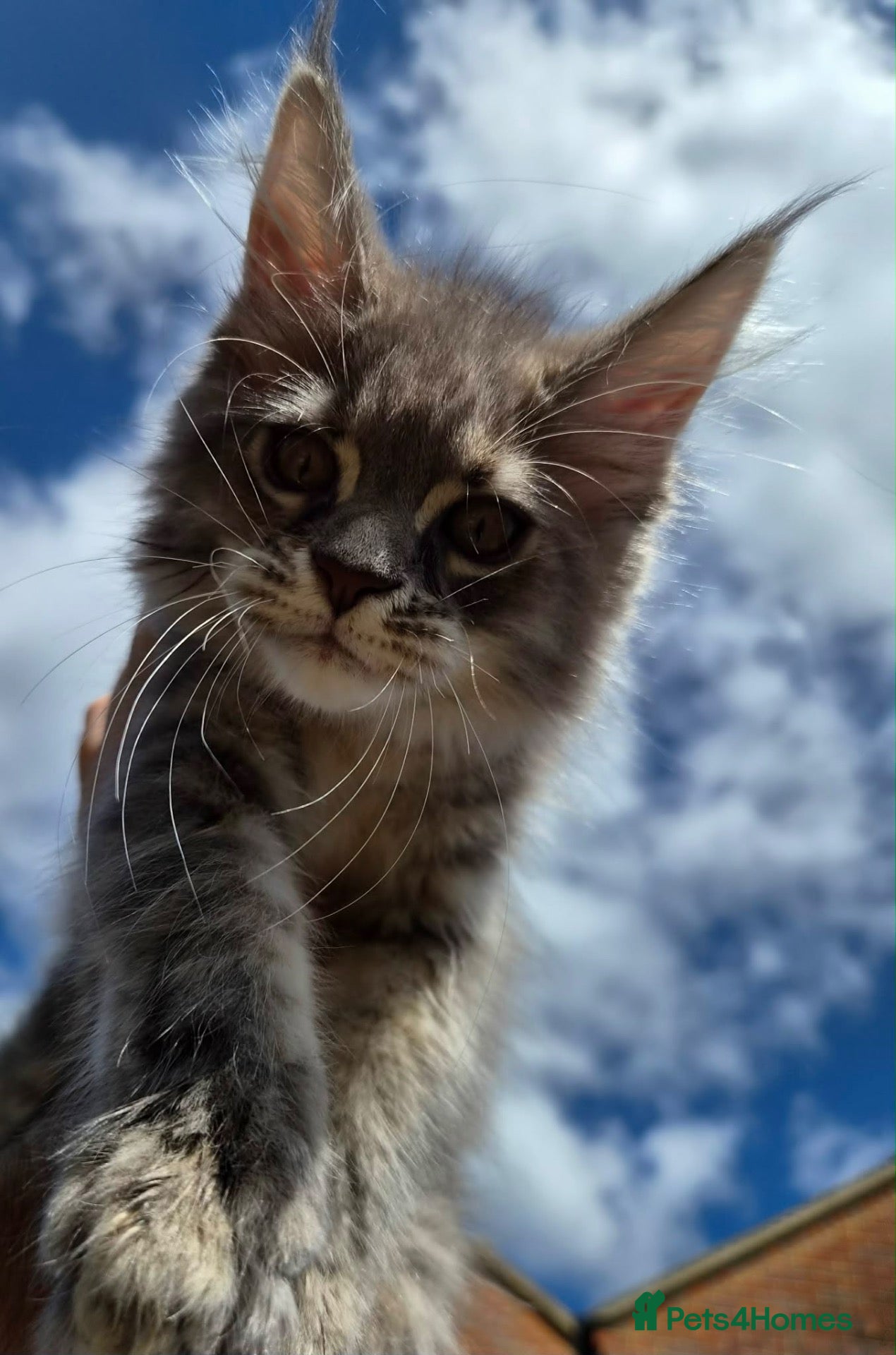 Maine Coon cats 🔥 CHAMPION RUSSIAN LINE XXL MAINE COON — EMBER 🔥 - Advert 15
