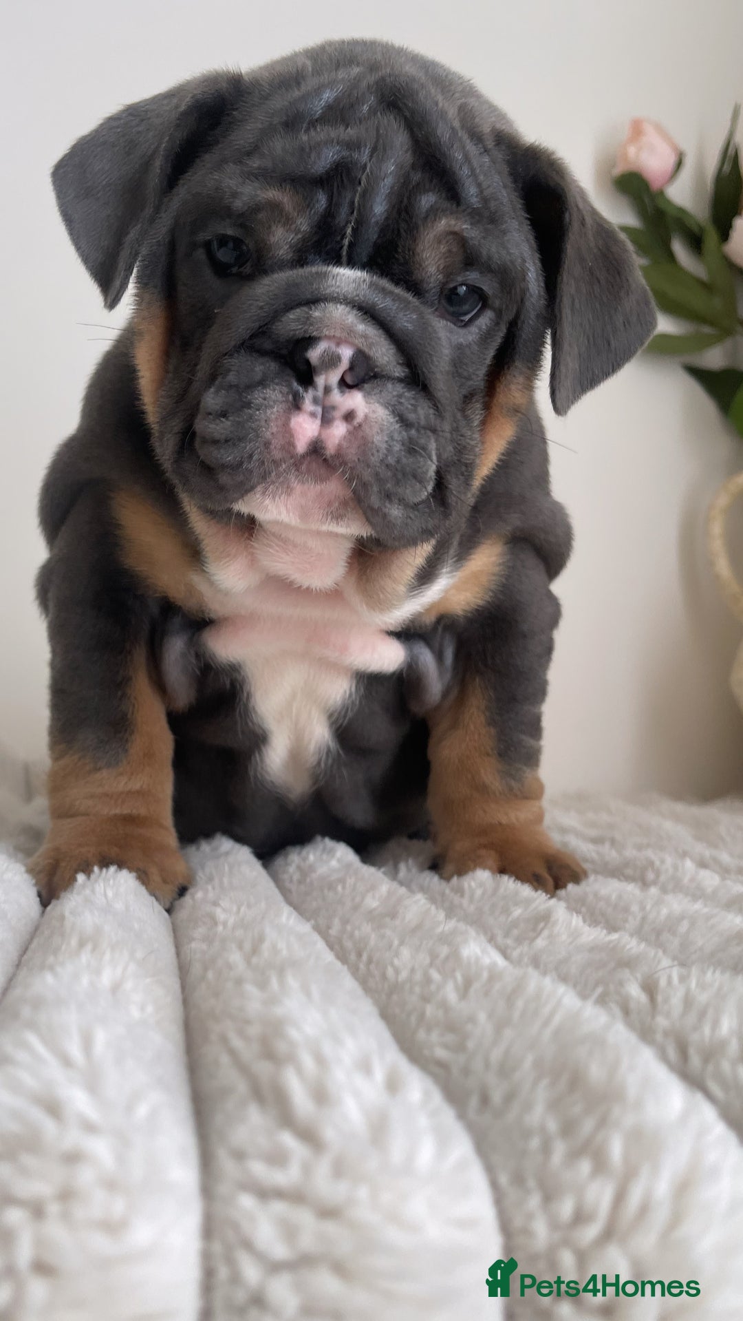 English Bulldog dogs for sale: Top quality English bulldog puppies  - Image 27