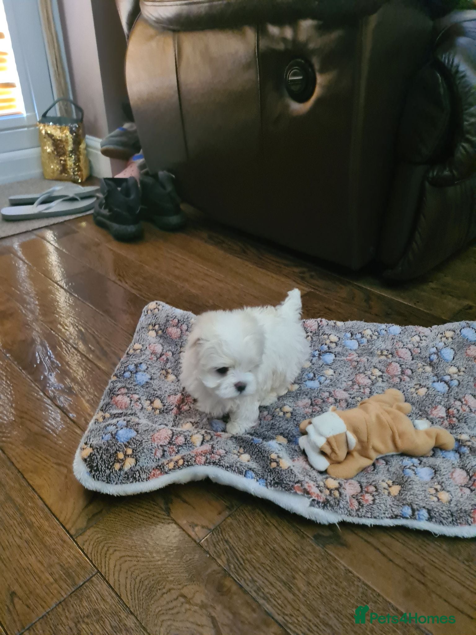 Maltese dogs EXQUISITE 5STAR TOY MINIATURE KOREAN MALTESE PUPPY - Advert 16