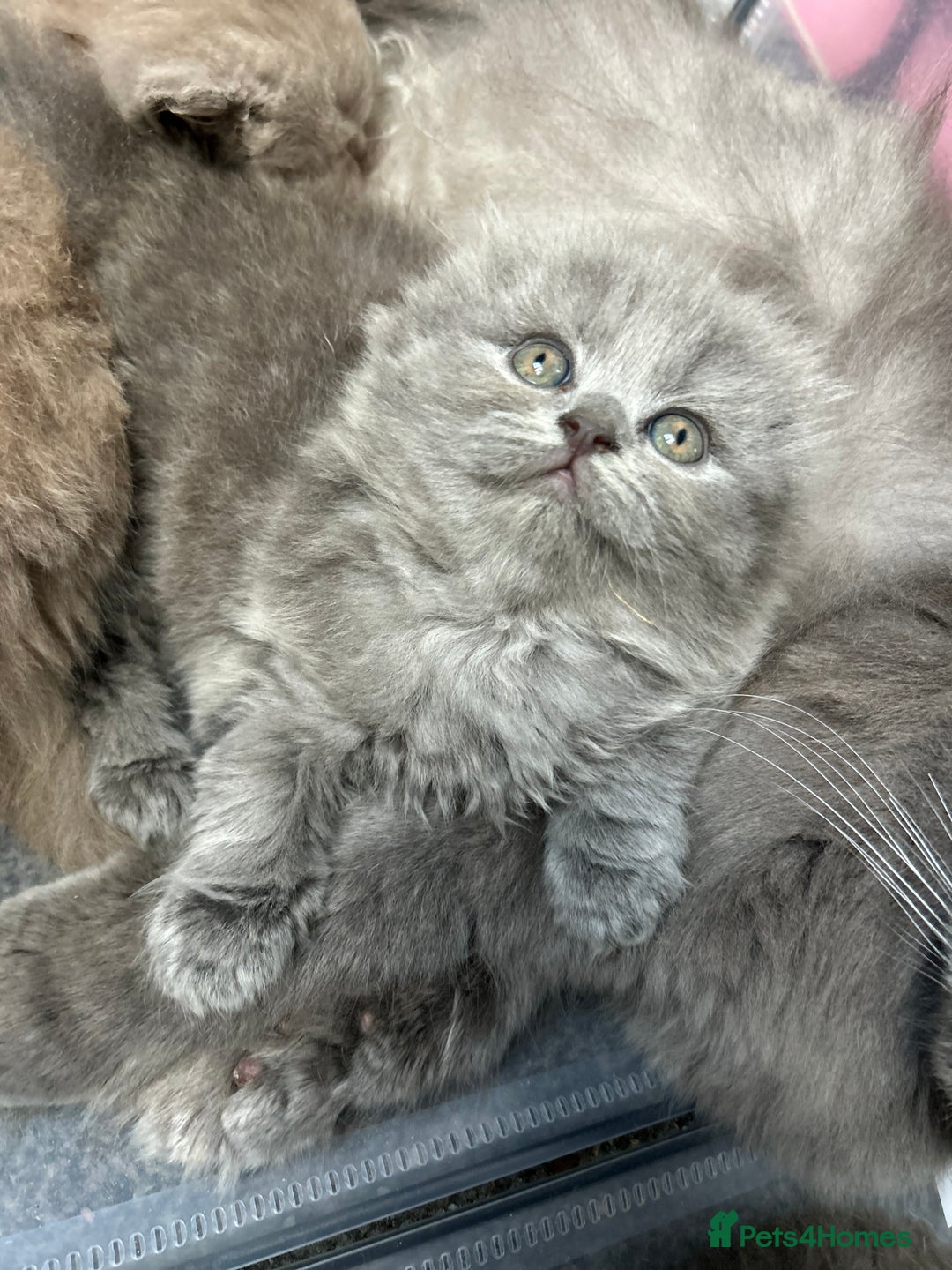 Scottish Fold cats for sale: Scottish fold kittens  - Advert 3