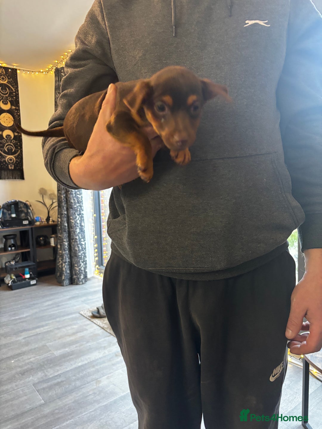 Jack Russell dogs for sale: Beautiful miniature pure Jack Russell’s  - Advert 4