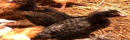 Chickens poultry for sale: Happy, healthy, sexed pullet chicks. - Advert 5