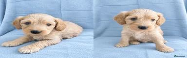 Cockapoo 1