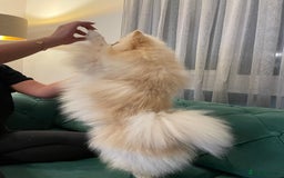 Pomeranian dogs for sale: Loui - Full Pomeranian - Image 3