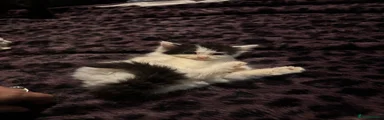 Mixed Breed 9