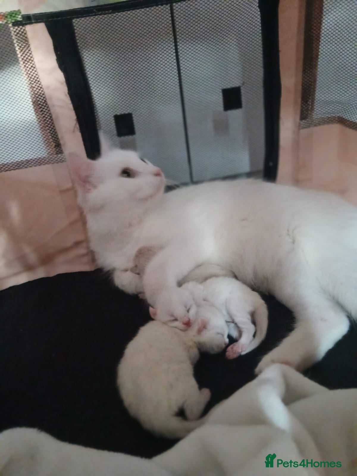 Turkish Angora cats Turkish angora x Ragdoll kittens - Advert 7