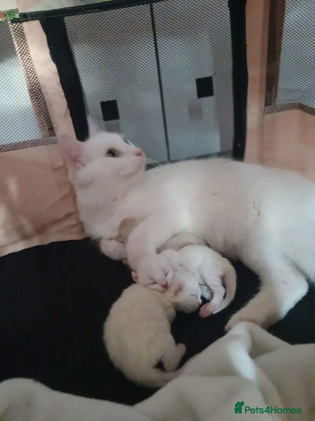 Turkish Angora cats for sale: Turkish angora x Ragdoll kittens - Advert 1