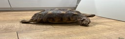 Tortoise reptiles for sale: Sulcata tortoise  - Advert 5