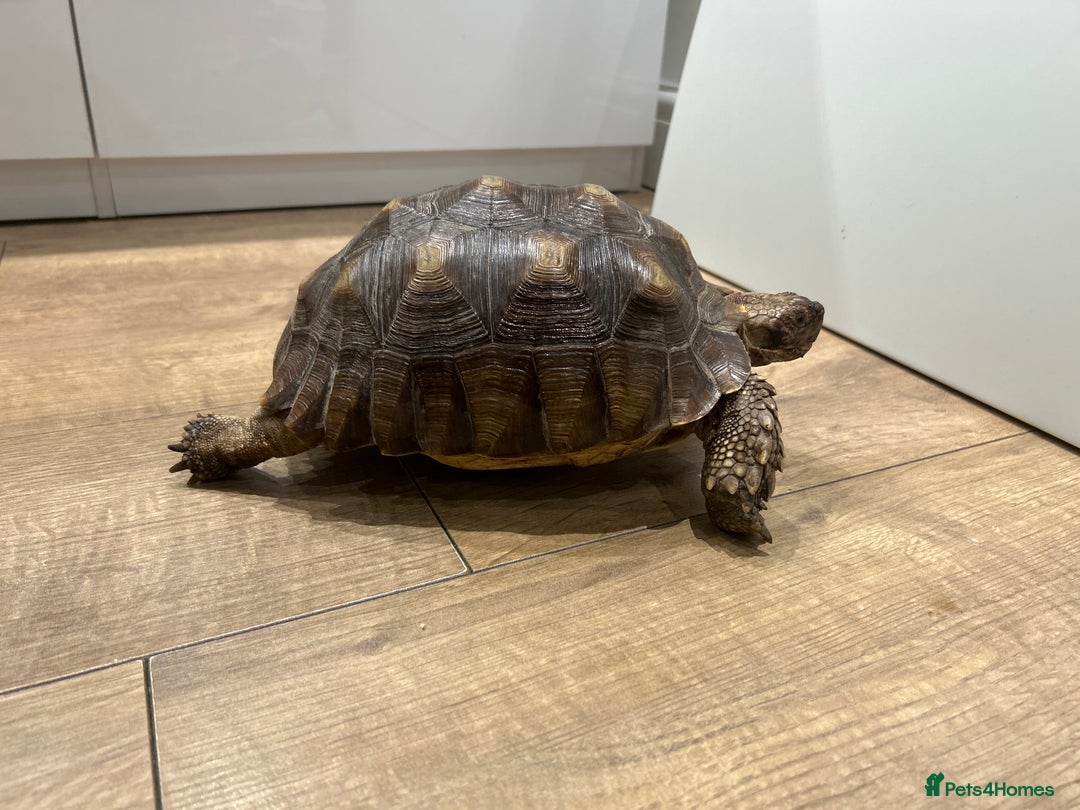 Tortoise reptiles for sale: Sulcata tortoise  - Advert 5