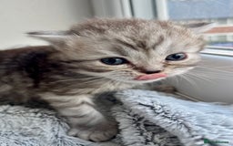Scottish Fold cats for sale: Adorable rare silver tabby/lilac tabby kittens 🐾 - Image 6