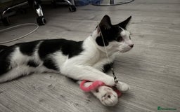 Mixed Breed cats for sale: Playful Loving Kittens for Their New Forever Home - Image 9