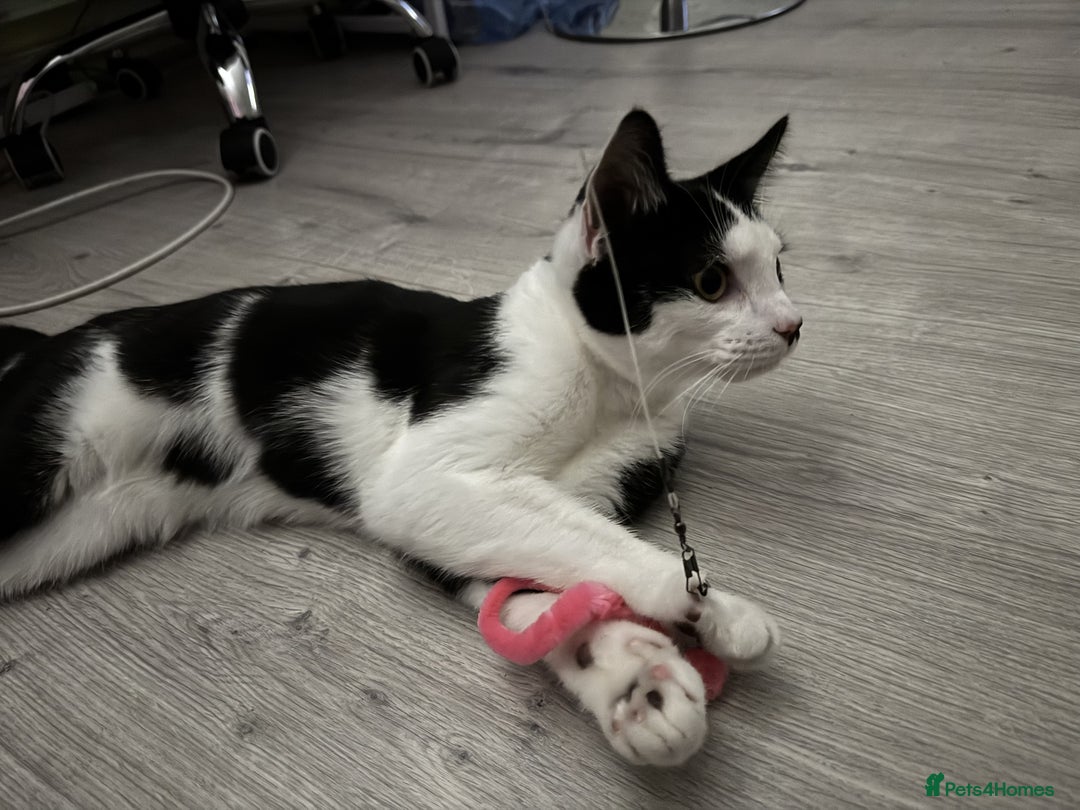 Mixed Breed cats for sale: Playful Loving Kittens for Their New Forever Home - Image 9