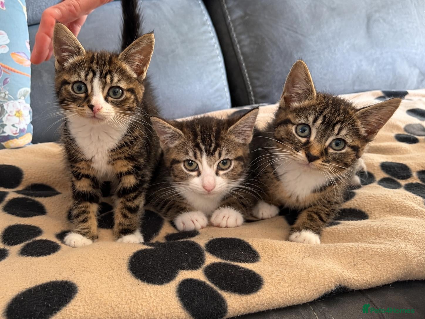 Mixed Breed cats for adoption: ❤️MARIO, LUIGI, PRINCESS PEACH & 💙DRIBBLE  - Advert 1