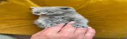 Scottish Fold cats for sale: Adorable scottish fold kittens 🐱  - Advert 3