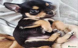 Chihuahua dogs for sale: Chihuahua  - Image 21