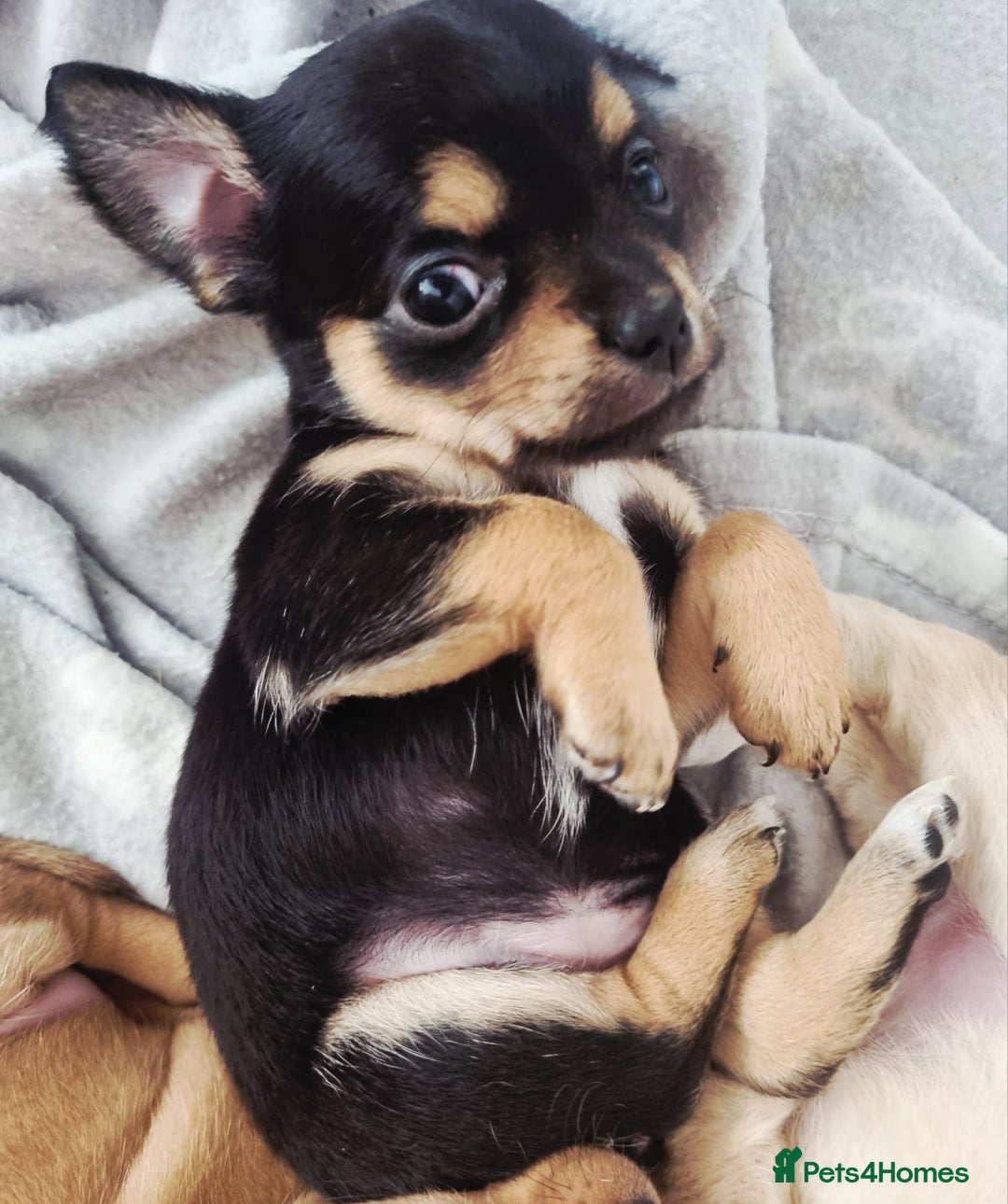 Chihuahua dogs for sale: Chihuahua  - Image 21