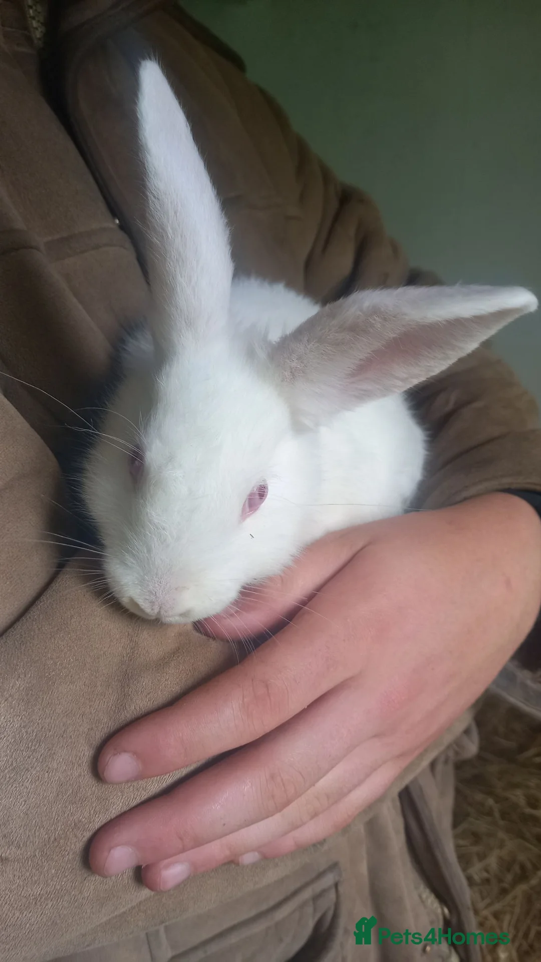 New Zealand rabbits for sale: Reduced from £100 2 £50 ,so to find  forever home  in Swansea - Advert 2