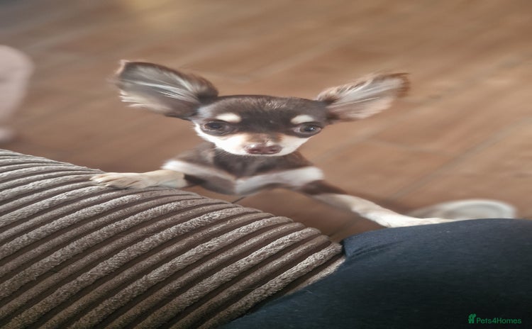 Chihuahua dogs for sale - Advert 1