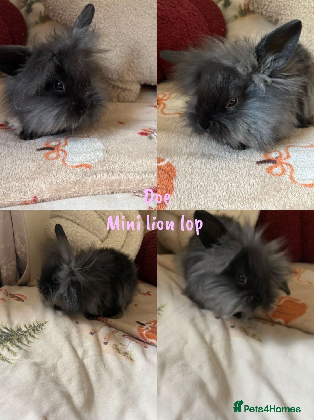 Mixed Breed rabbits Beautiful baby mini lion lops and lion heads   - Advert 23