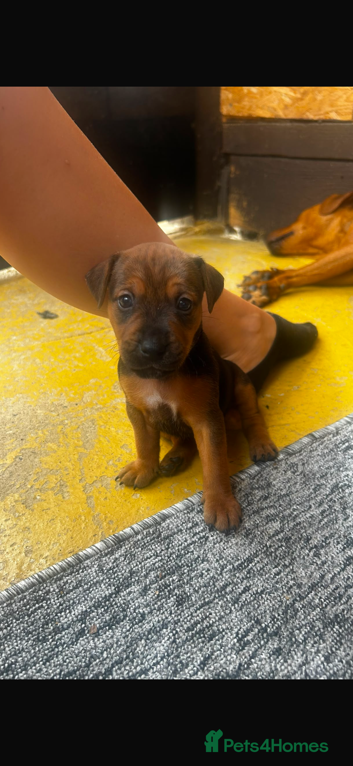 Mixed Breed dogs Patterdale x Plummer terrier pups - Advert 2