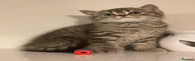 Loki