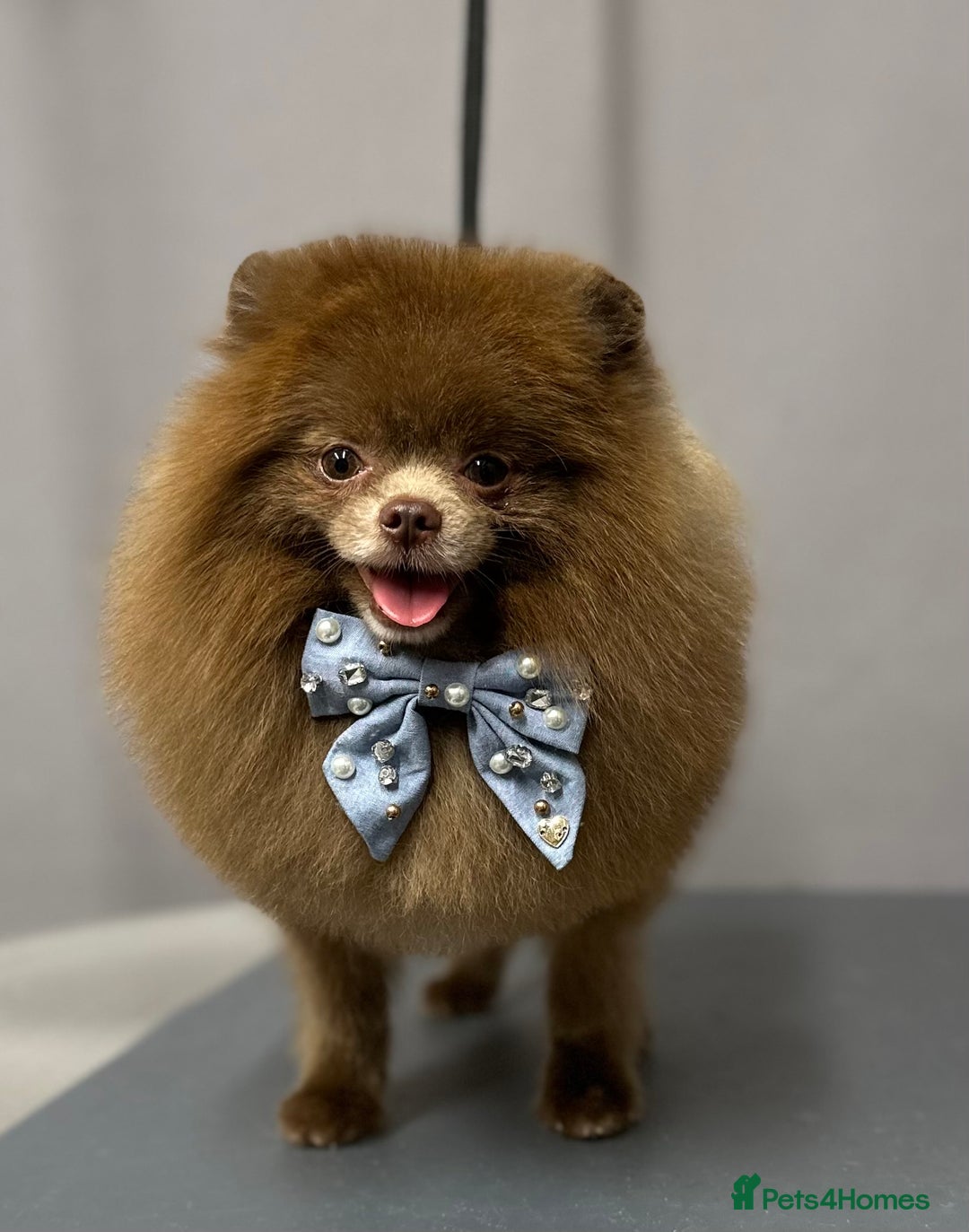 Pomeranian dogs for stud: Lilac and tan carrier tiny boy for stud in Lanark - Advert 3