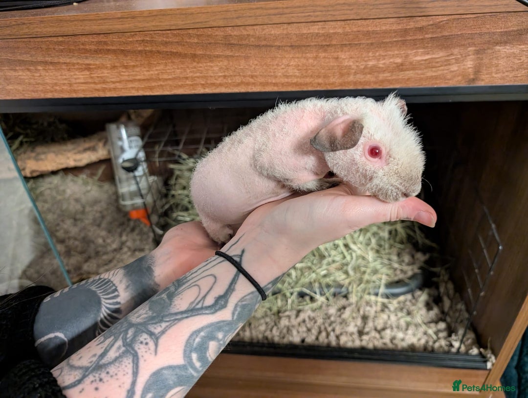 Guinea Pig rodents for sale: Make skinny pigs/werewolfs  - Advert 1