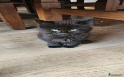Mixed Breed cats for sale: 4 kittens a quarter ragdoll - Image 4