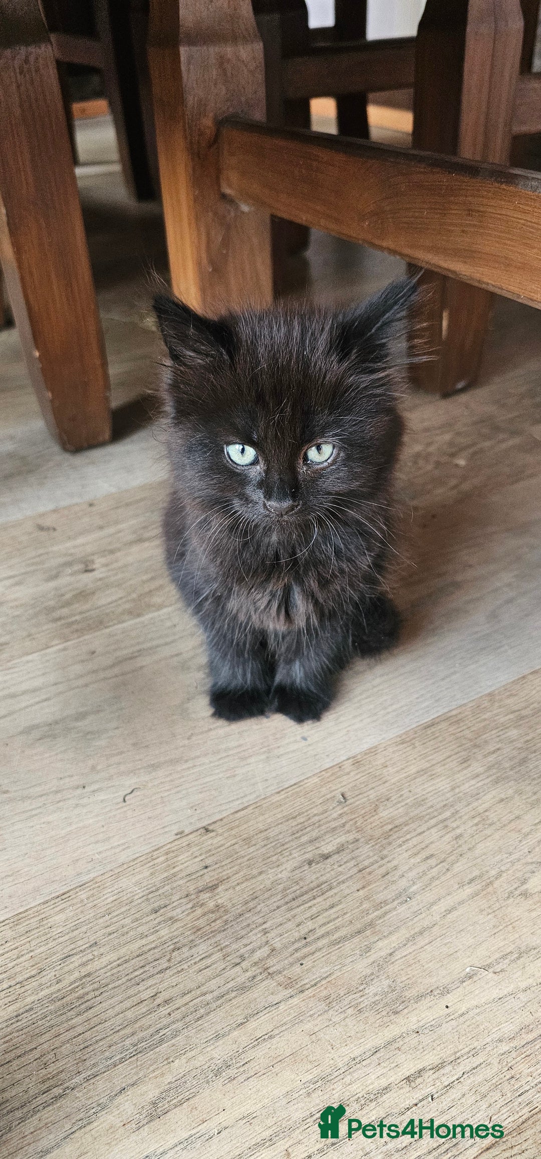 Mixed Breed cats for sale: 4 kittens a quarter ragdoll - Image 4