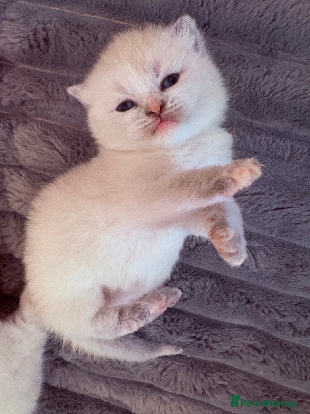 British Shorthair cats for sale: Beautiful GCCF Registered MultiColoured BSH kitte  - Advert 24